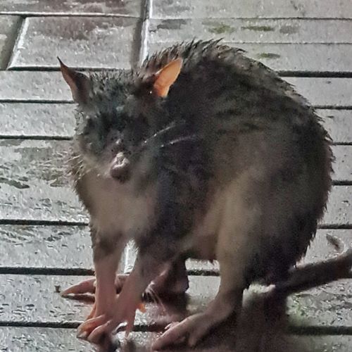 This Bandicoot was found wet and bedraggled, sheltering on someone's verandah in the flood-ravaged Northern Rivers region of New South Wales on February 28. 