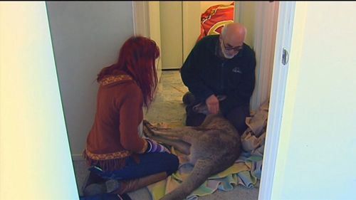 Mr Ahokavo then called the police, who in turned contacted Wildlife Victoria, prompting a visit by animal rescuer Manfred Zabinskas. Picture: 9NEWS