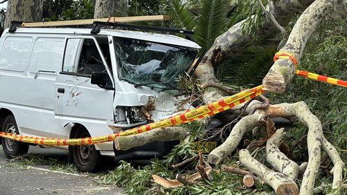 Tree falls on van driving through Bayview in Sydney's Northern Beaches.