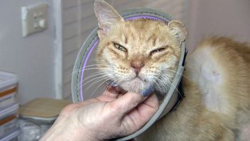 Garfield, now 15, wasn&#x27;t in good shape but after two weeks of treatment, he returned home.