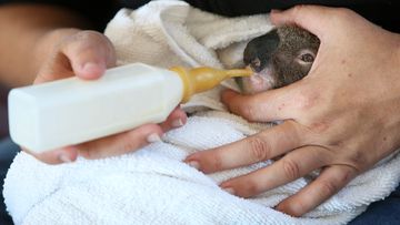 Koala joey affected by the recent bushfires inside the joey hospital.