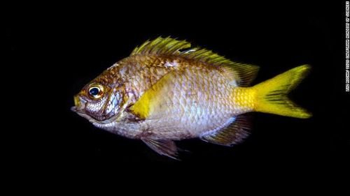 Rocha has identified around 30 new species of fish.