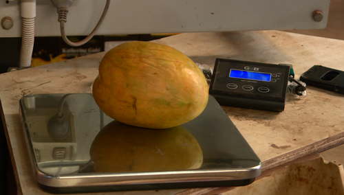Jenko's Mangoes discovered the whopper mango, which weighed in at 1.5 kilograms.