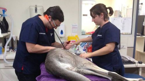 Kangaroo with a two-month-old joey shot with arrow in Melbourne’s north-east