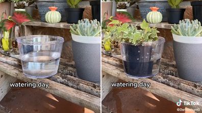 Plant watering hack