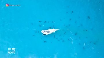 Drone captures shark feeding frenzy off Western Australian coast