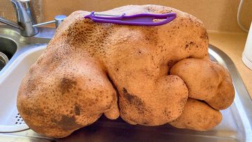 What was believed to be the world&#x27;s largest potato sits on a kitchen bench of the home of Colin and Donna Craig-Brown near Hamilton, New Zealand.