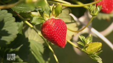 Strawberries are the latest commodity to shock consumers.