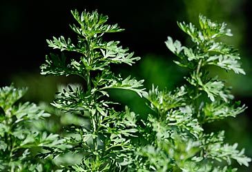 Grand wormwood is used in the production of which aniseed-flavoured alcohol?