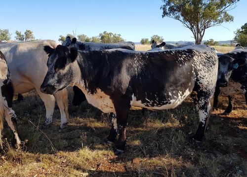 Some of the starved cattle on Alf and Rhonda King's farm.