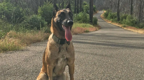 Eva had started going for walks again and was 'enjoying fresh air' before she passed.