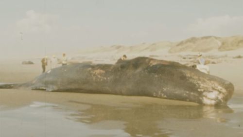 Balina taşınamayacak kadar büyüktü.