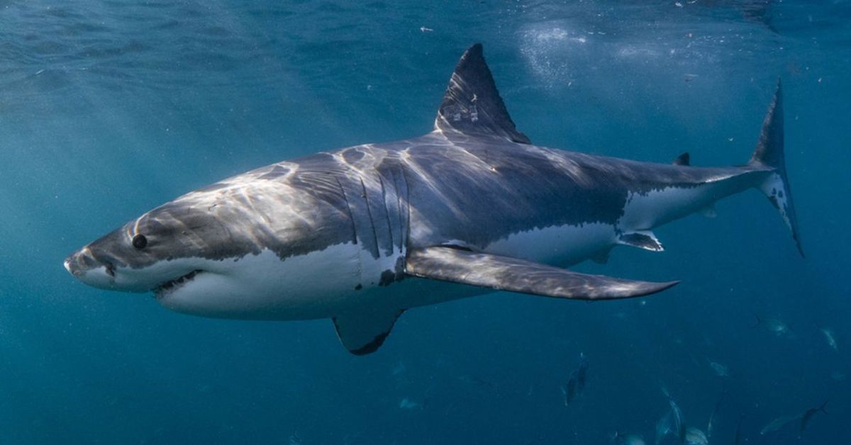 Beach-loving capital warned of perfect storm for sharks