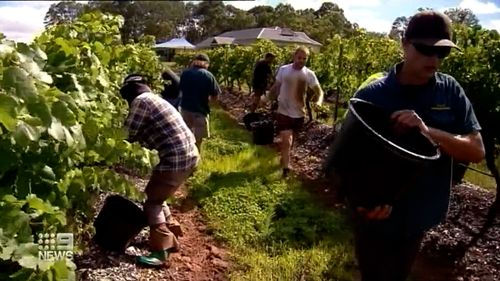 Seasonal staff shortages at Hunter Valley vineyards worsened by COVID-19.