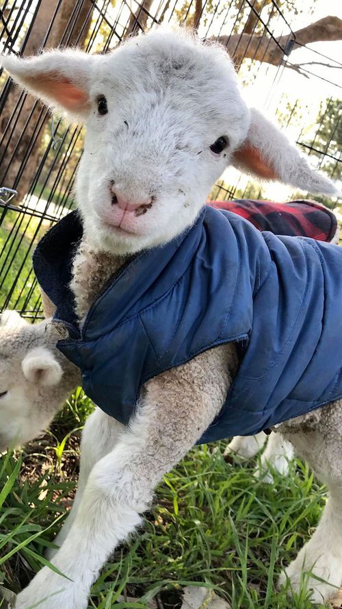 Farmers say there are more orphaned and abandoned lambs than usual due to the drought.