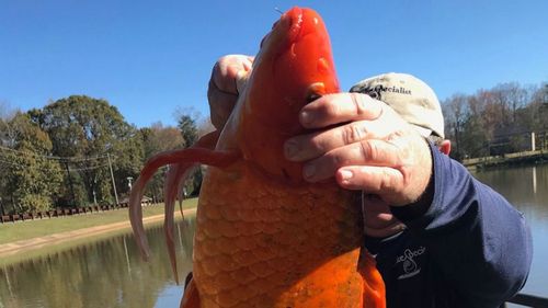 US park rangers discover 4kg goldfish in pond