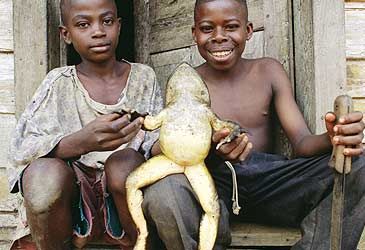 Which species of frog is the world's largest?