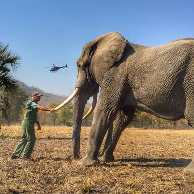 Prince Harry loses complaint against 'inaccurate' article over elephant photo