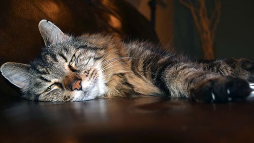 He still has a long way to go to beat the age of the oldest cat ever recorded, 38. (Guinness World Record)