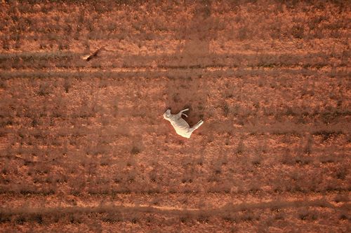 Livestock have been left with very little to graze on as the ground has dried up.