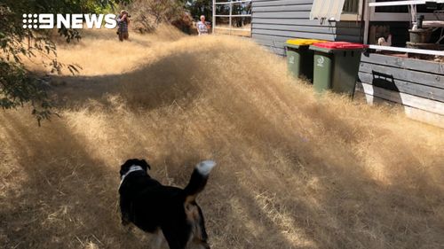 The pet dog looks on to the "field of gold". (Copyright: 9NEWS)