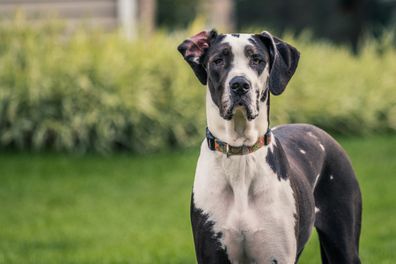 Tall black and white Great Dane staring at camera.