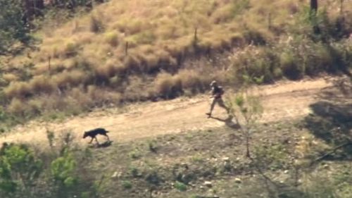 Sniffer dogs were used in the search. (9NEWS)