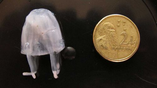 An irukandji jellyfish beside a $2 coin. (AAP)