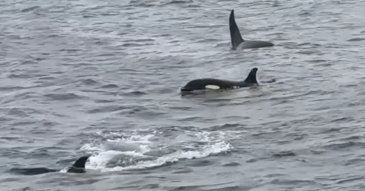 New study debunks theory on why sharks fled Aussie islands after vicious attack