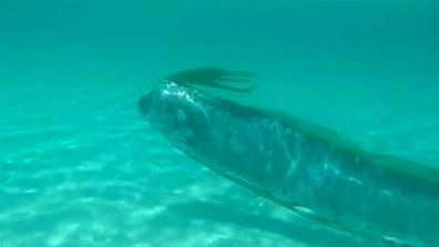 An oarfish captivates tourists in Mexico.