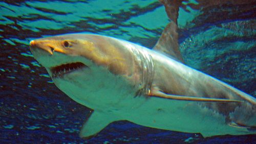 A great white shark held captive inside the Okinawa Churaumi Aquarium, southwestern Japan.