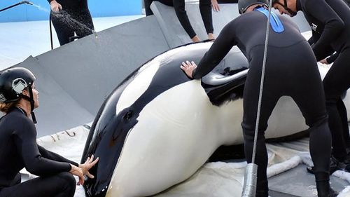 PETA has called out the water park, criticising its treatment of Orcas. (SeaWorld)