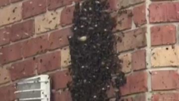 Walls packed with honeycomb as bees colonise home