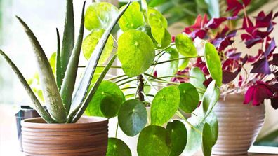 How indoor plants act as an aircon for the home