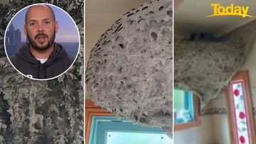 Dale Armel pest controller massive wasp nest Melbourne bathroom