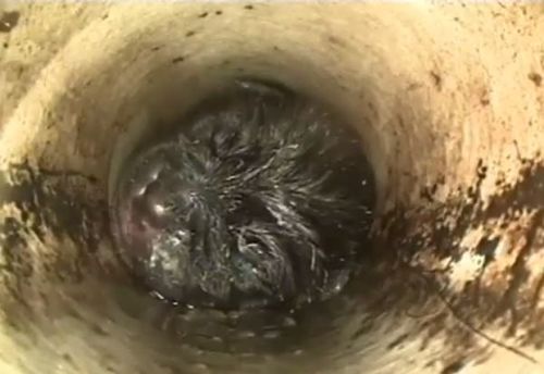 Puppy stuck inside bathroom drain pipe. 