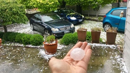 Huge hailstones litter a front yard after the storm rolled through the eastern suburbs. (Carlee Williamson/Supplied)