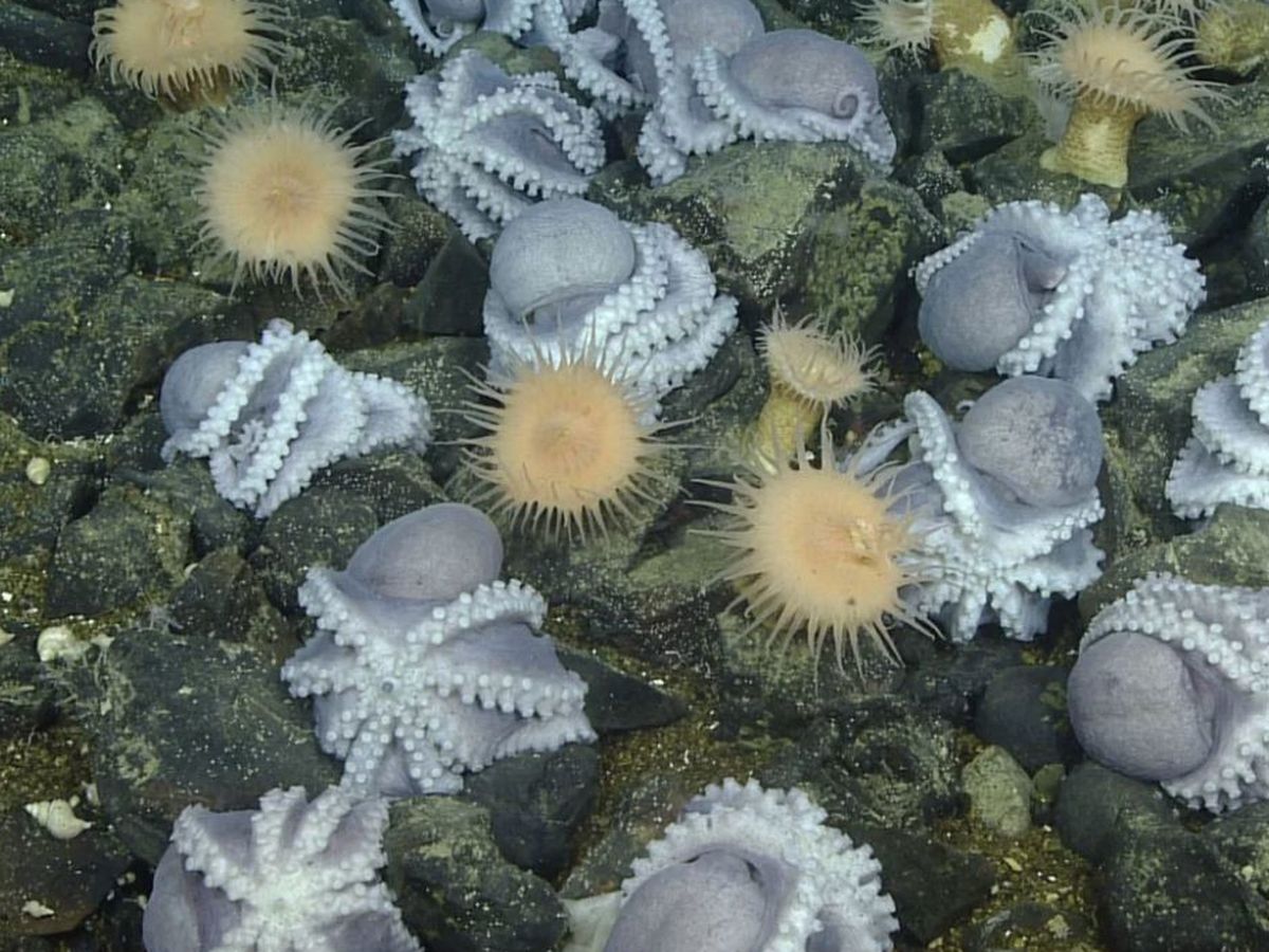Extraordinary' undersea world, complete with 100 new species, discovered  off Tasmania