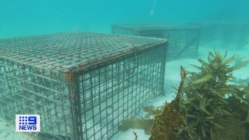 Hundreds of endangered White's Seahorses are being saved from extinction by the Sydney Institute of Marine Science.