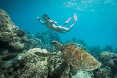 Underwater photo of woman snorkelling with turtle over coral with Ocean Safari Cape Tribulation