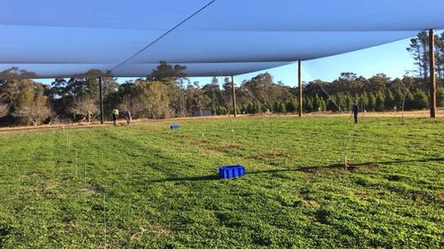 Lynette's Top 40 Orchard in Wollondilly, NSW, last year, before the drought hit.