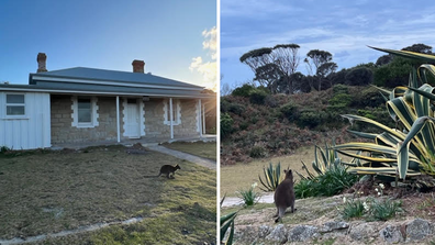 The sight of dozens of wild wallabies greet us as we pull up to our accommodation. 