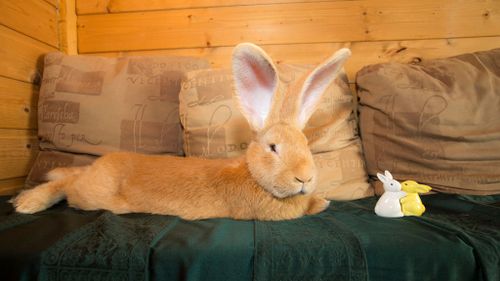 A rescue rabbit the size of a small dog has finally found a home