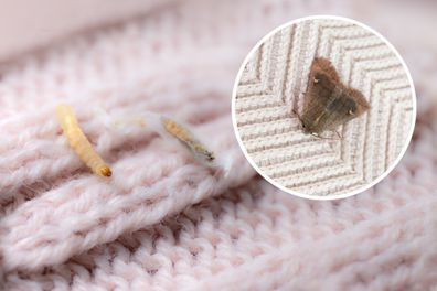 clothes moth caterpillar, larva, crawls on woolen jacket, eats wool, brown insect, Clothes moth, selective focus, Prevention and methods for combating pests, destruction, damage to clothes in house