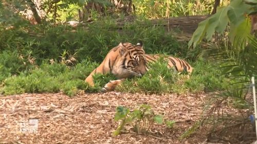 The six-year-old Sumatran tiger has fallen pregnant to the zoo's male tiger, Kembali. The cubs will be the first-ever Sumatran tigers born at Adelaide Zoo.﻿