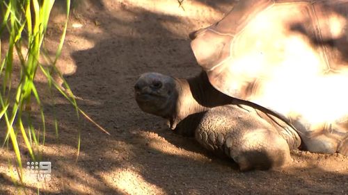 Medical mission for Taronga's century-old giant tortoise