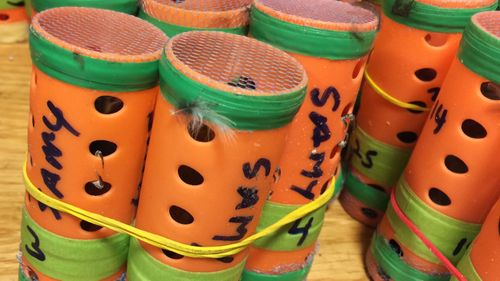 Customs officials at New York's John F. Kennedy International Airport say they found 70 live finches hidden inside hair rollers.

