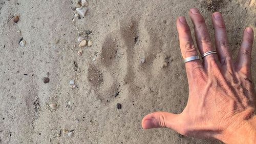 Giant 'paw print' discovered by Blue Mountains Explore.