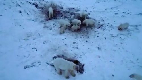 Dozens of polar bears have "invaded" a village in Russia's far north in search for food, prompting "bear patrols" around the village and halting public activities