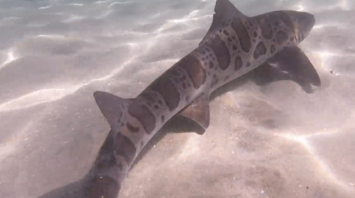 Leopard sharks get their name due to their distinct markings.